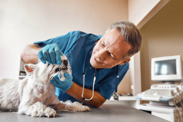 Best Weekend Emergency Dentist in Troy, TX